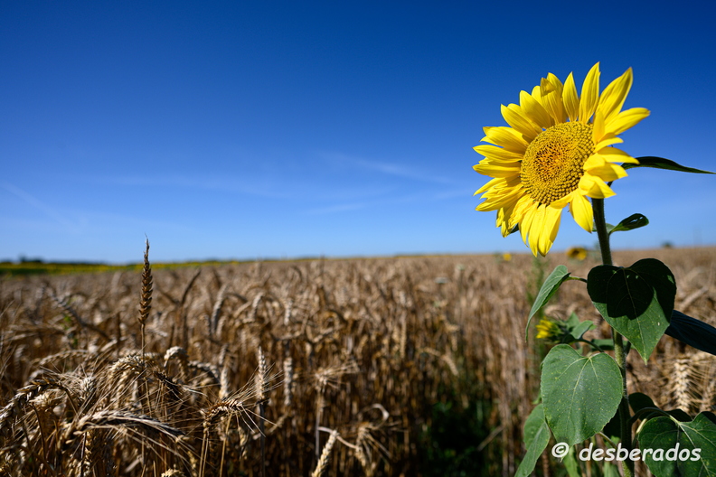 2020-07-07-394tournesolsZ7.jpg