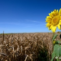 2020-07-07-394tournesolsZ7