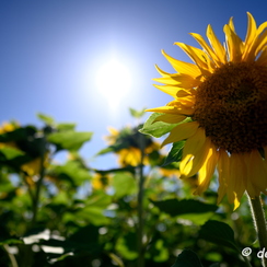 2020-07-07-380tournesolsZ7