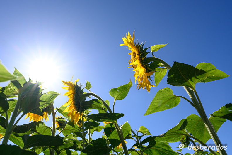 2020-07-07-376tournesolsZ7.jpg