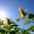 2020-07-07-376tournesolsZ7