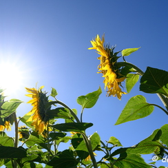 2020-07-07-376tournesolsZ7