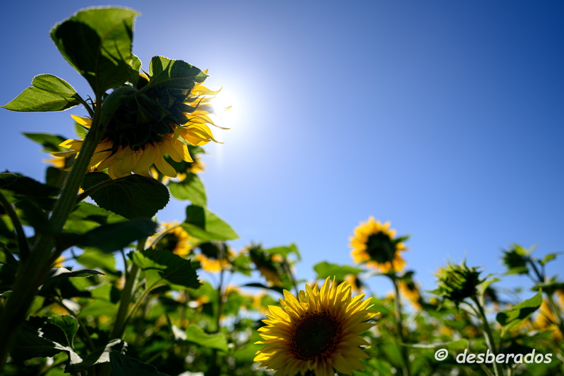 2020-07-07-371tournesolsZ7.jpg