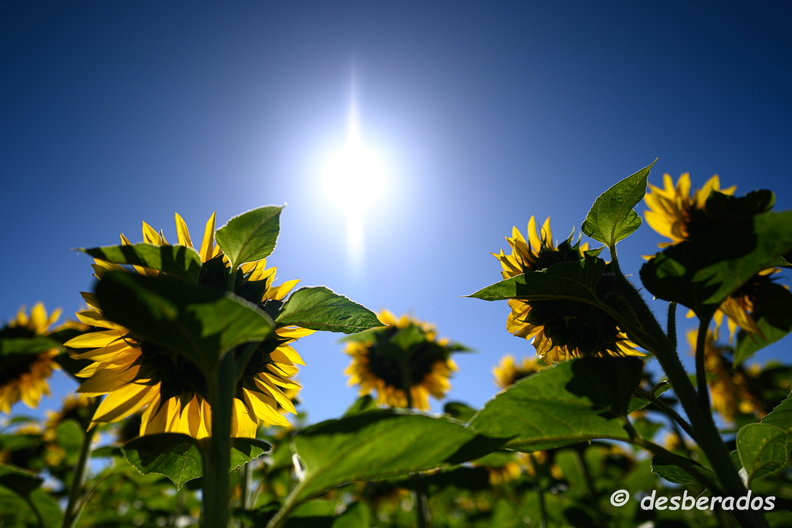 2020-07-07-366tournesolsZ7.jpg