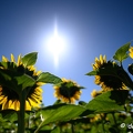 2020-07-07-366tournesolsZ7