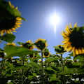 2020-07-07-364tournesolsZ7