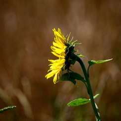 2020-07-07-360tournesolsZ7