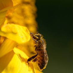 2020-07-07-297tournesolsZ7