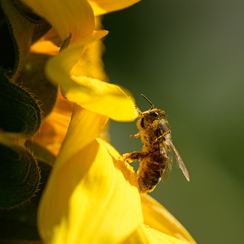 2020-07-07-294tournesolsZ7