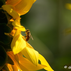 2020-07-07-294tournesolsZ7-2