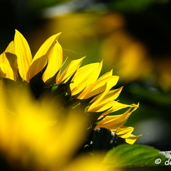 2020-07-07-293tournesolsZ7