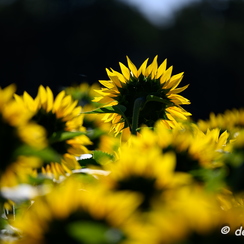 2020-07-07-286tournesolsZ7
