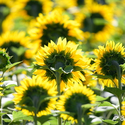 2020-07-07-283tournesolsZ7