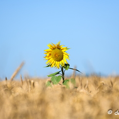 2020-07-07-278tournesolsZ7