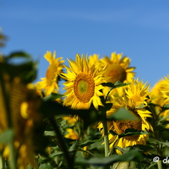 2020-07-07-276tournesolsZ7