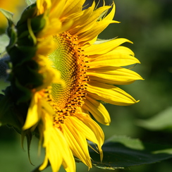 2020-07-07-235tournesolsZ7