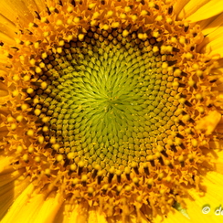 2020-07-07-207tournesolsZ7