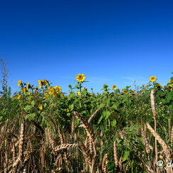 2020-07-07-195tournesolsZ7