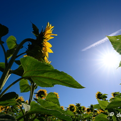 2020-07-07-186tournesolsZ7