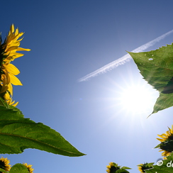2020-07-07-185tournesolsZ7