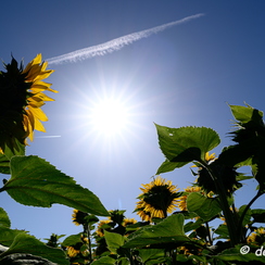 2020-07-07-184tournesolsZ7