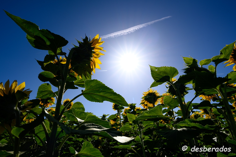 2020-07-07-183tournesolsZ7.jpg