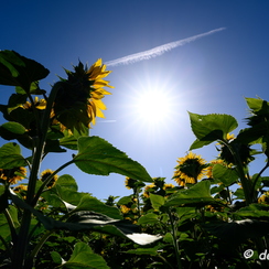 2020-07-07-183tournesolsZ7