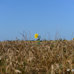 2020-07-07-172tournesolsZ7