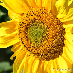 2020-07-07-169tournesolsZ7