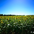 2020-07-07-455tournesolsZ7