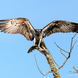 balbuzard pecheur