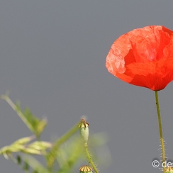 2021-06-10-423chatillonD850