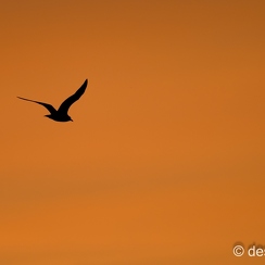2022-05-05-1077noirmoutierZ9