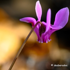 2020-11-04-462confineZ7