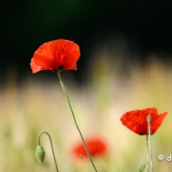 coquelicots