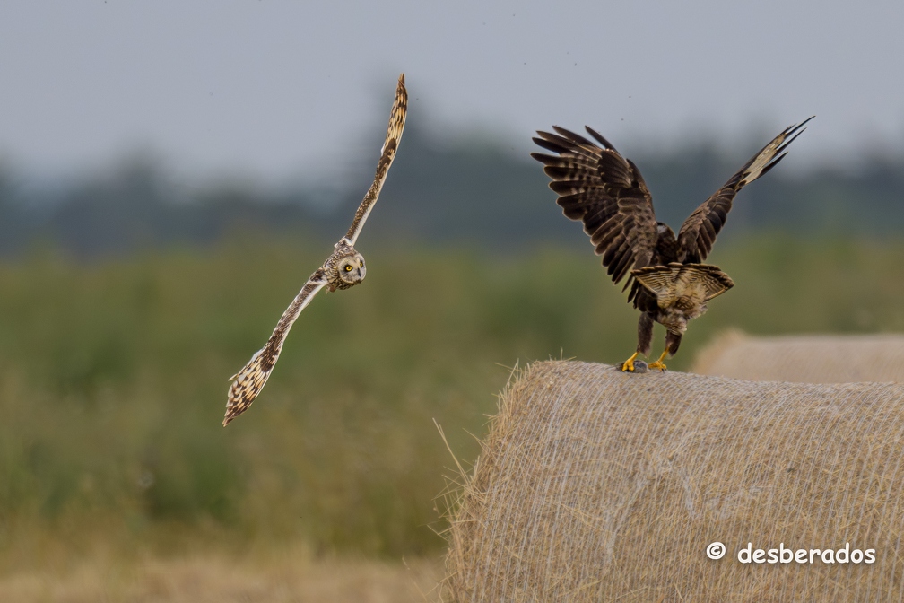 2023-06-09-0220noirmoutierZ9-3