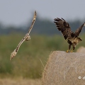 2023-06-09-0220noirmoutierZ9-3