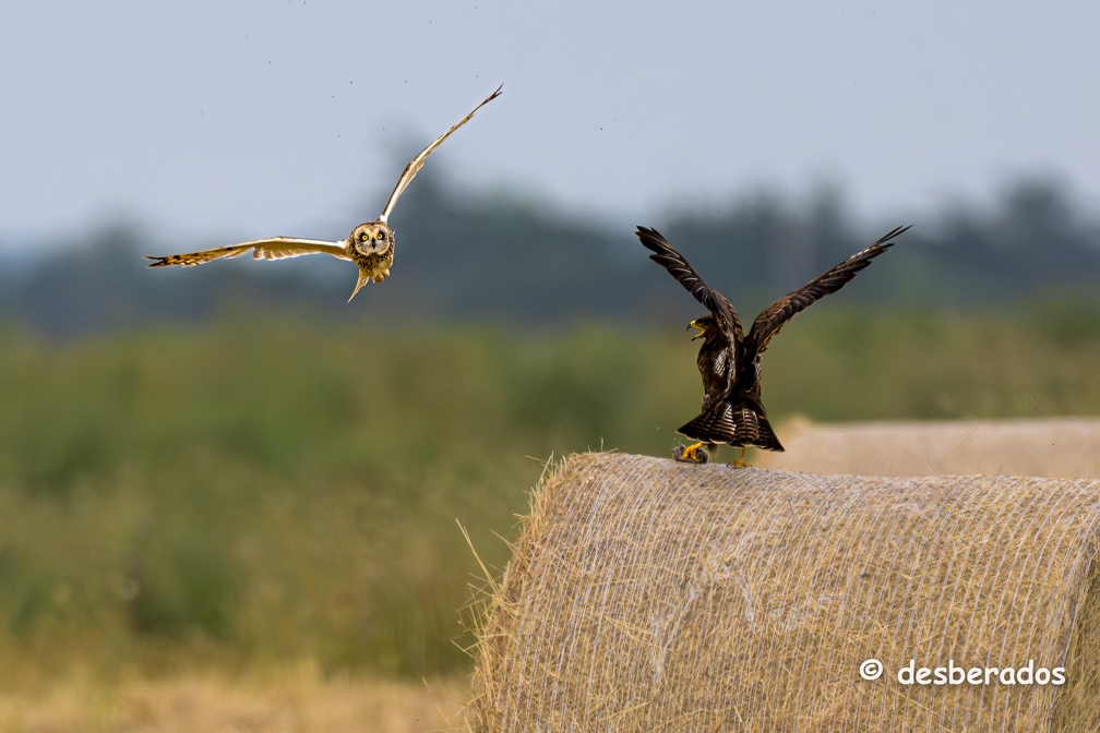 2023-06-09-0228noirmoutierZ9