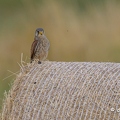 2023-06-09-0273noirmoutierZ9