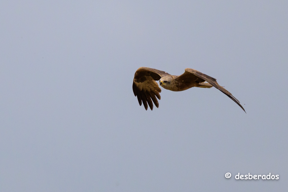 2023-06-09-0318noirmoutierZ9