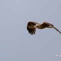 2023-06-09-0318noirmoutierZ9