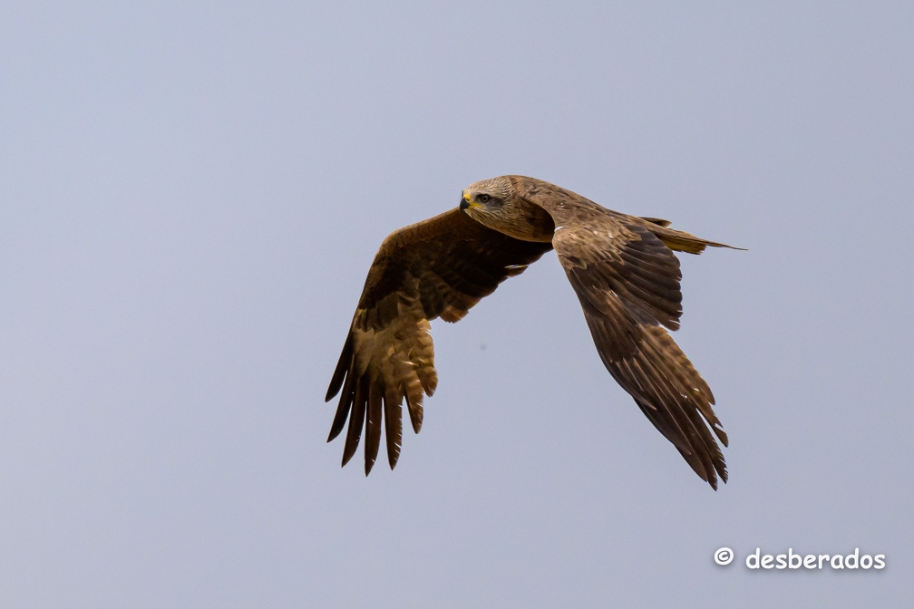 2023-06-09-0333noirmoutierZ9