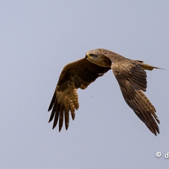 2023-06-09-0333noirmoutierZ9