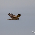 2023-06-09-0342noirmoutierZ9