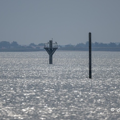 2023-06-09-8548noirmoutierZ9