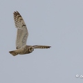 2023-06-09-0252noirmoutierZ9