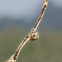 2023-06-09-0219noirmoutierZ9