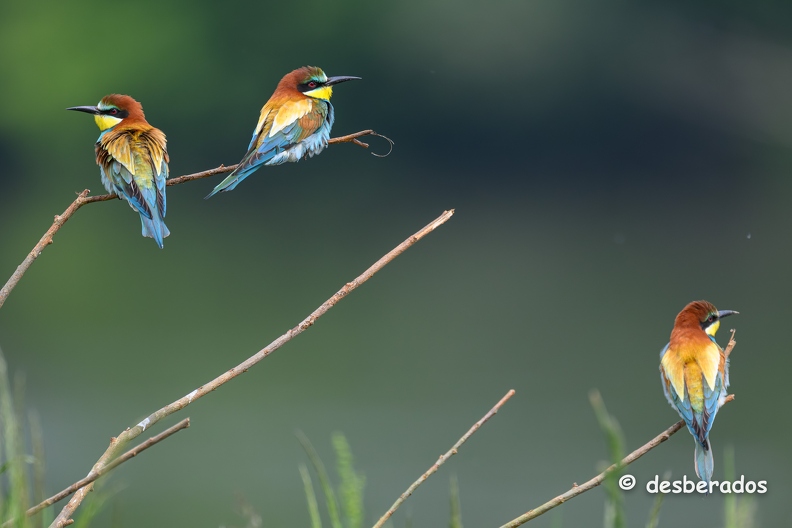 2023-05-22-1821loiretZ9-Avec accentuation-Bruit.jpg