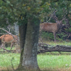 2023-09-19-45brameZ9-Avec accentuation-Bruit