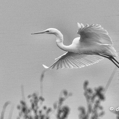 2021-11-18-746brenneD850-Modifier